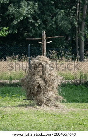 Remnants of drying hay on a thistle in a garden.