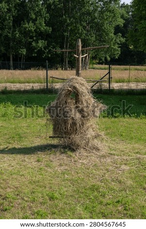Remnants of drying hay on a thistle in a garden.