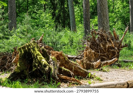 The remnants of a fallen tree, covered in vibrant green moss and showcasing intricate root systems, lie amidst a dense, sun-dappled woodland