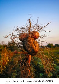 Remnants Of Foliage With Dug Out Potato Tubers Of Bizarre Shape On A Small Garden Plot At Sunset.