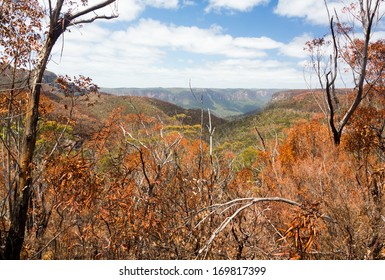 Remnants Of Forest Or Bush Fire In Blue Mountains Of New South Wales In Australia