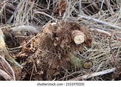 Remnants Of A Large Cut Poison Ivy Vine