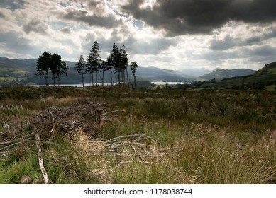 The Remnants Of Logging In Forestry Land On The Banks Of Loch Tay In Scotland.