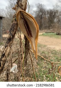 The Remnants Of A Milkweed Pod