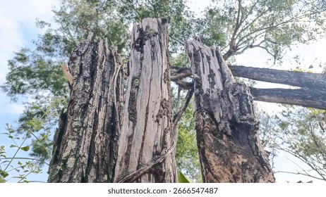 the remnants of tree trunks