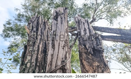 the remnants of tree trunks