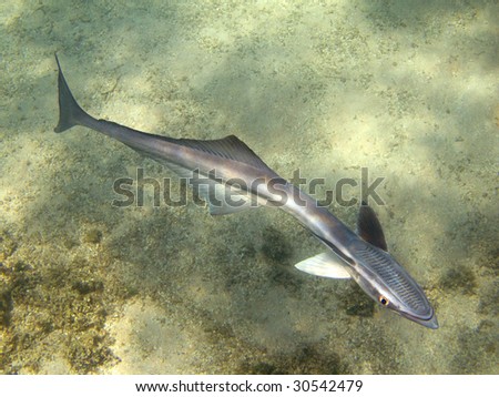 Remora fish