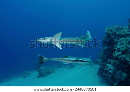 Remora fish looking for host to suck onto.  Red Sea.