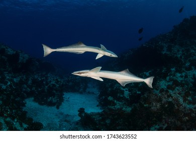 The Remoras, Sometimes Called Suckerfish, Are A Family (Echeneidae) Of Ray-finned Fish In The Order Carangiformes.