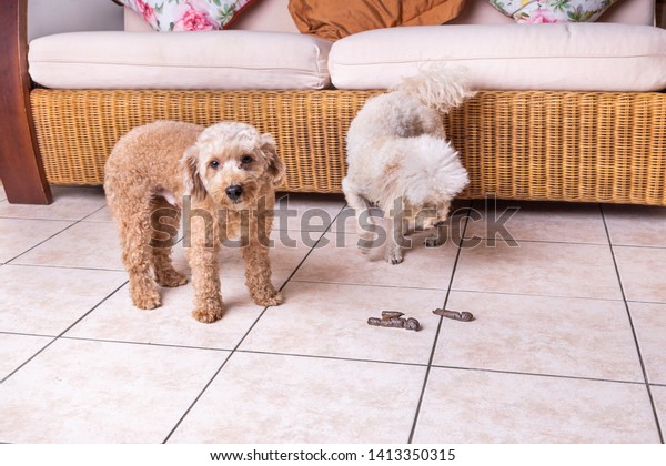 Remorseful Guilty Dog Poop Excreted On Stock Image