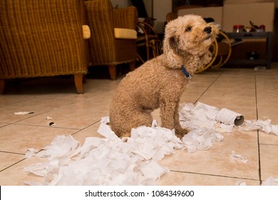 Remorseful, naughty and bored dog destroyed tissue roll into pieces when home alone