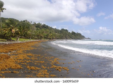 Remote Black Sand Beach, Dominica, Caribbean Islands