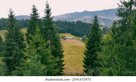 Remote cabin in scenic mountain valley. A small cabin is nestled on a grassy hill surrounded by tall evergreen trees, with expansive mountain views in the background. - Powered by Shutterstock