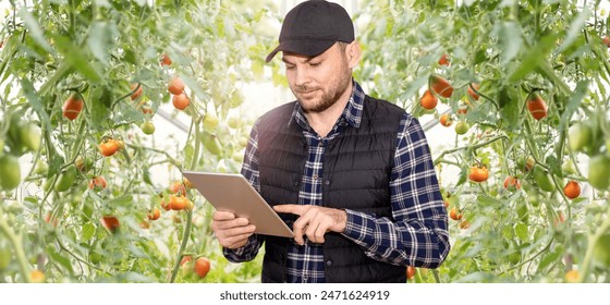 Remote controlled automatic system in vegetables greenhouse. Farmer using digital tablet while working in greenhouse.
