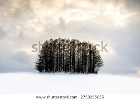 A Remote Copse of Larch Trees at Sunset Near Biei on Hokkaido, Japan 