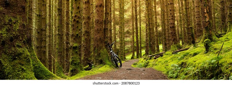 Remote Trail Leading Through A Pine Forest At Sunrise In The Scottish Highlands