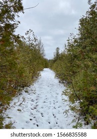 A remote Tree lined path leading into wilderness