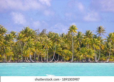 A Remote Tropical Island With A Palm Tree Jungle And A Sandy