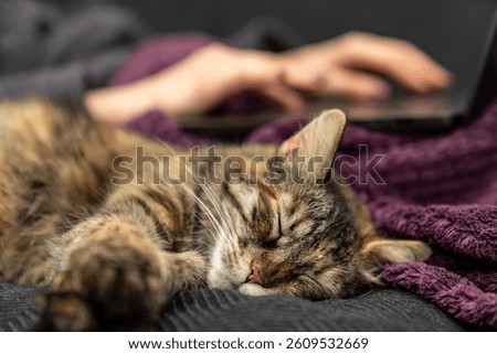 Remote Work with Sleeping Cat. Cozy Home Office Vibes, Relaxed Feline on Sofa, Freelance Lifestyle, Laptop Productivity, Domestic Pet Comfort, Warm Blanket, Calm Atmosphere, Work From Home Scene