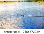 Remote-controlled boat gliding across calm lake water, creating ripples and reflections under soft natural light. Sweden.