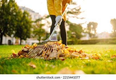 Removal of leaves in the autumn garden. Rake and pile of fallen leaves on lawn in autumn park. Volunteering, cleaning, and ecology concept.  - Powered by Shutterstock