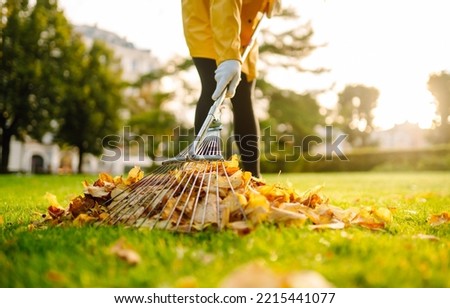 Removal of leaves in the autumn garden. Rake and pile of fallen leaves on lawn in autumn park. Volunteering, cleaning, and ecology concept. 