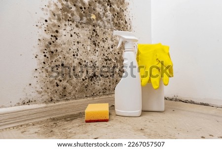 Removal of mold from the wall. Detergents for removal of fungus at home. Preparation for mold removal.