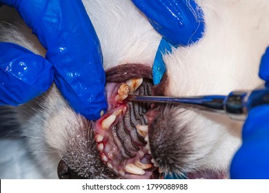 Removal Of Needless Temporary Teeth In The Dog. The Process Of Tooth Extraction. Veterinary Stomatology.