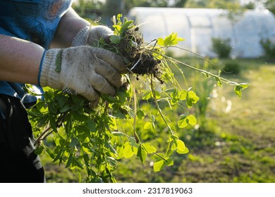 removal of weeds in the garden, getting rid of weeds in the garden, weeds in women's hands