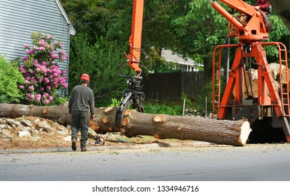 Removed Tree Trunk By Crane In Residential Area