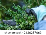 Removing the box tree borer from a infested hedge.