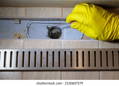 Removing Clogged Shower Drain, Gloved Hand Removes Hair Close-up