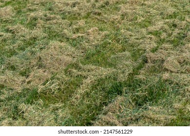 Removing Dead Grass After Winter, Spring Care Of Grass, Rural Garden Concept, Debris Left Over By An Electric Lawn Dethatcher, Dry Grass Maintenance. Nature Background, Climate Change