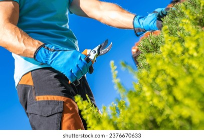 Removing Dead Leaves and Branches. Homeowner Performing Garden Maintenance - Powered by Shutterstock