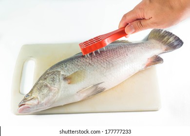 Removing fish scales using fish scaler isolated on white background.