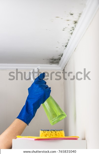 Removing Mold Living Accommodation Cleaning Substance Stock Photo