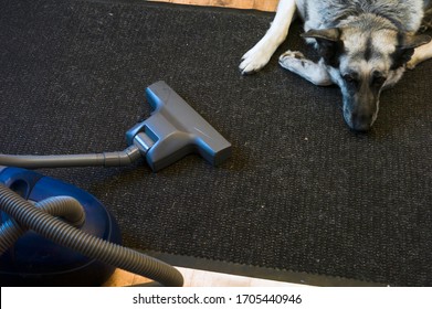 Removing Pet Hair From A Carpet With Vacuum Cleaner, A Shepherd Dog Lying On The Floor