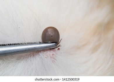 Removing Tick With Metallic Tweezers