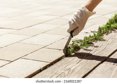 Removing Weed out of terrace Paving Stones in Garden. Remove Weeds among Paving Cobblestones - Shutterstock ID 2160021287