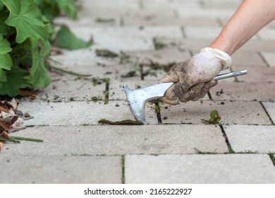 Removing Weed in Pavement. Tool for Weed Removal pavement. - Shutterstock ID 2165222927
