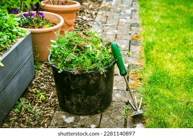 Removing weeds in garden - bucket full of weeds, gardening concept - Shutterstock ID 2281140897