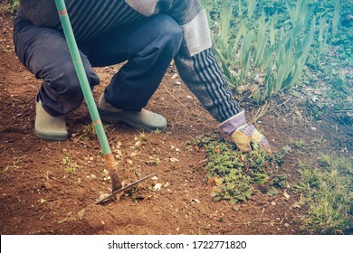 Removing Weeds, Working In A Vegetable Garden