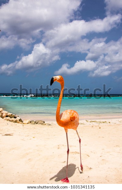 Renaissance Island Flamingo Beach Aruba Stock Photo Edit