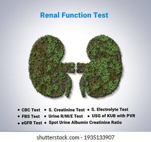 Renal Function Test. Kidney Disease Test. CBC, Creatinine, FBS, EGFR, Green Kidney Concept.