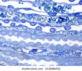 Renal Medulla Showing, From Top, Capillaries With Blood Cells, Loop Of Henle With Flattened Epithelium And Round Nuclei And Two Collecting Ducts. 0.5 µm Thick Section Stained With Toluidine Blue