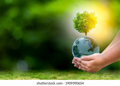 Renewable energy concept Earth Day or environment protection Hands protect forests that grow on the ground and help save the world. - Shutterstock ID 1909390654