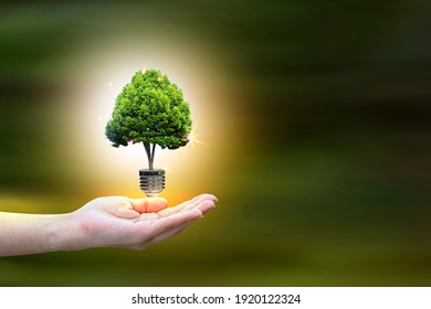 Renewable energy concept Earth Day or environment protection Hands protect forests that grow on the ground and help save the world. - Shutterstock ID 1920122324