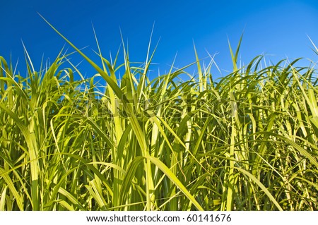 Similar – Foto Bild Grün unter Blau Wiese grün