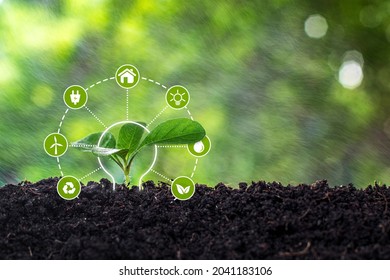 Renewable and sustainable energy sources concept.Green trees planted in perfect soil, Agricultural Development Research. Green plant farming technology background.