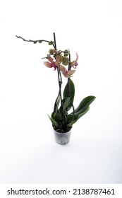 Renkli bir arka planda beyaz orkide çiçeği. Kopya alanı ile seçici odak.